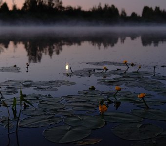 В ожидании русалки