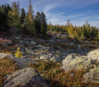 лес в горах