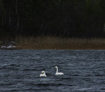 Лебеди на севере