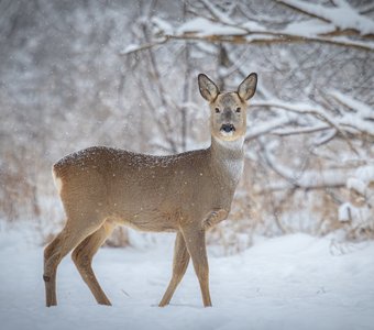 Снежная Королева.