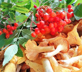 Лисички-сестрички