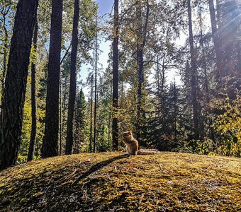Солнечный перекус