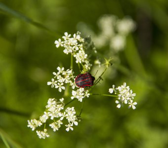 Красный жук, Ленинградская область