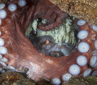 Материнская любовь Гигантского осьминога Дофлейна