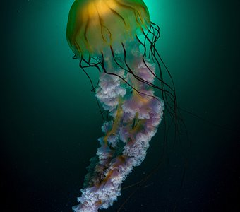Компасная медуза - опасная красота