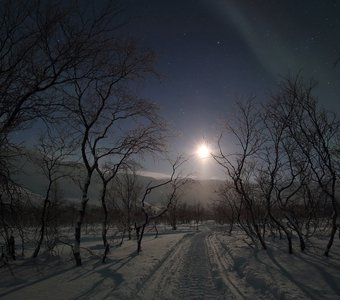 Лунная ночь среди карельских берез