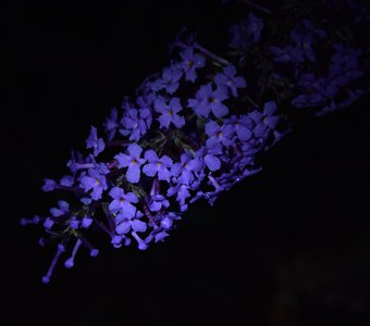 Письмо и нежные фиолетовые цветы из далёкой голактики