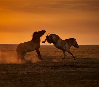 Драка лошадей Пржевальского
