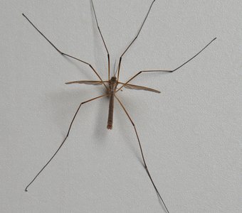 Без названия 4