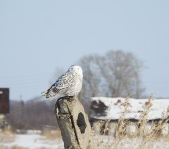 А за городом - зима, зима, зима!