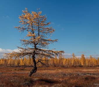 В гордом одиночестве