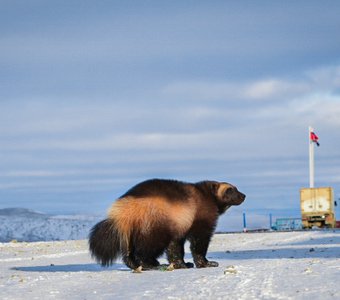 Рассомаха