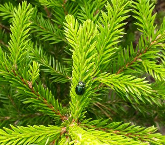 Весь покрытый зеленью, абсолютно весь