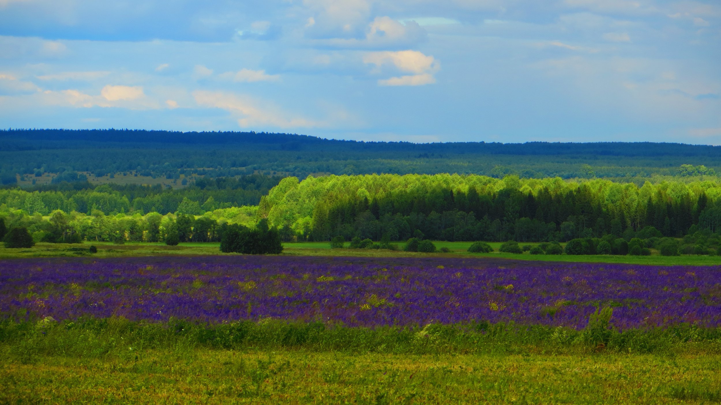 Сиреневая река, зелёные берега