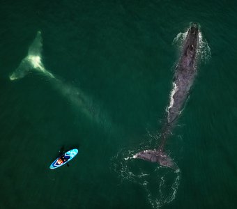 Люди и киты