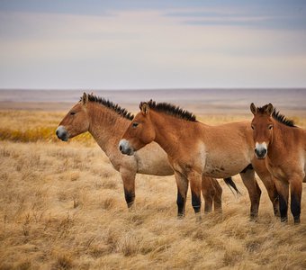 семья лошади Пржевальского