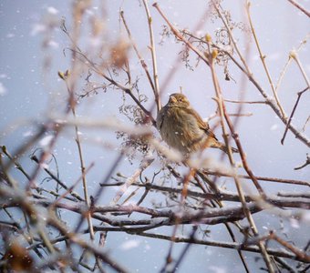 Воробушек в сказочной зиме