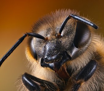 Портрет пчелы