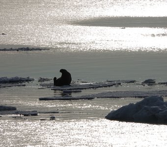 Одинокий морж в лучах полярного дня