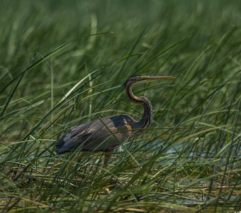 Мастер маскировки.