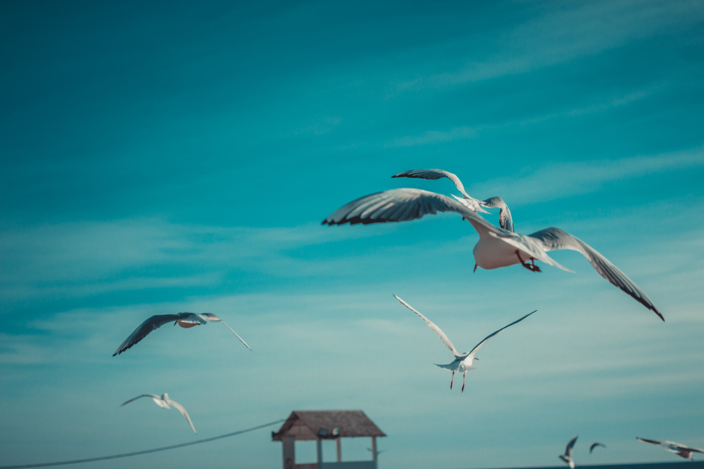 Чайки в небе