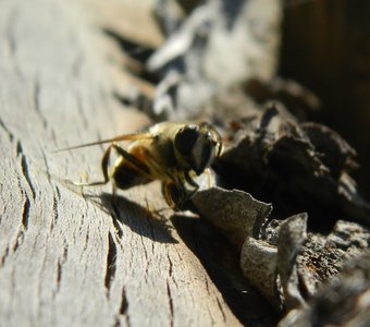 Дикая пчела