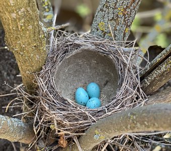 Гнездо и яйца певчего дрозда