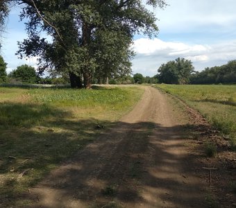 Дорога вдоль хутора