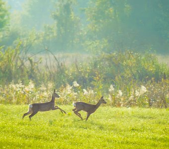 Утренняя зарядка
