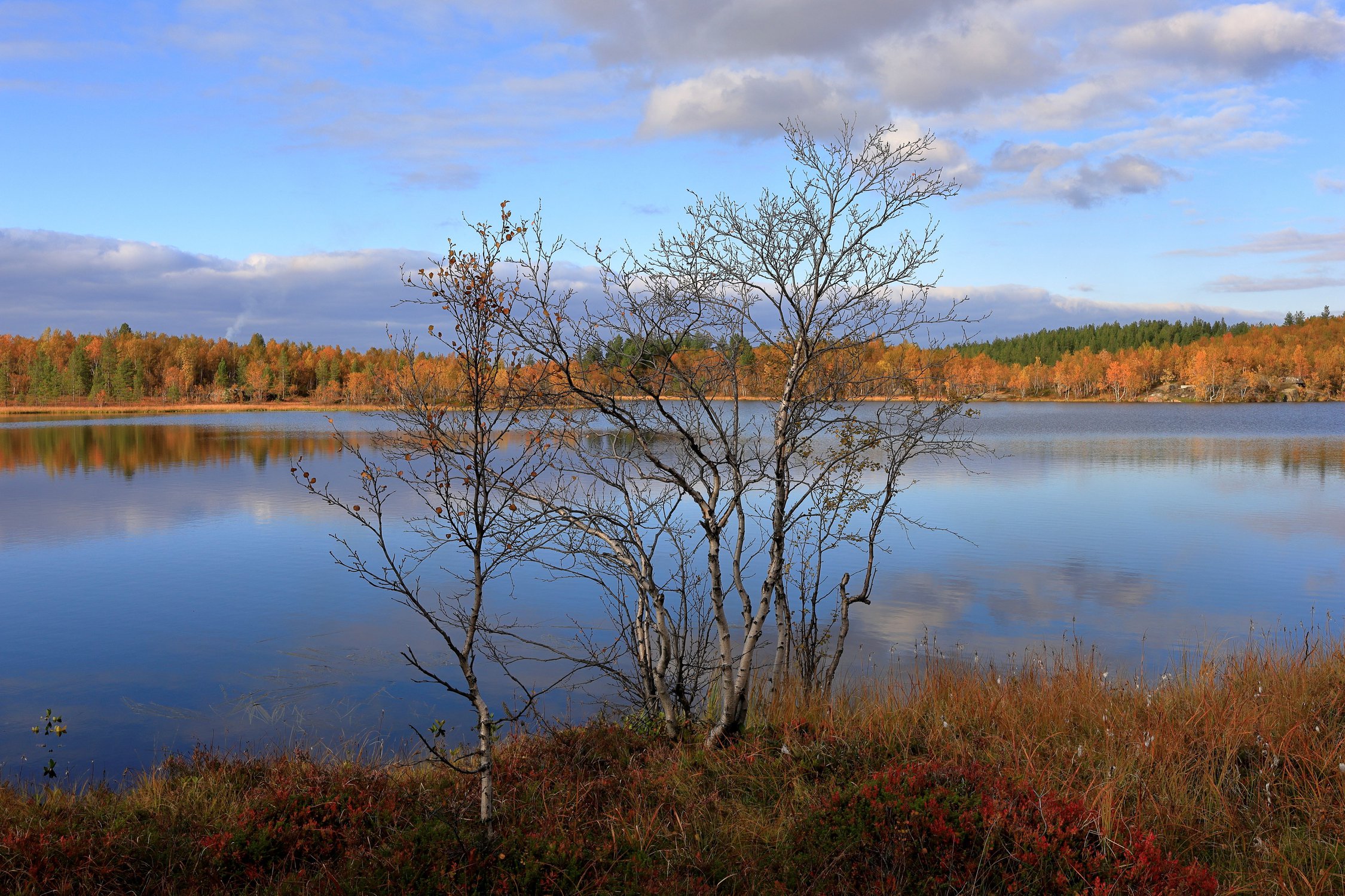 Деревья на берегу озера осенью