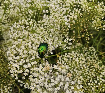 Драгоценность