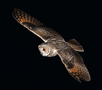 Ушастая сова ночью в полете