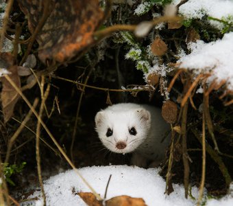 Северный обитатель