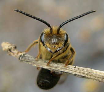 Улыбчивая пчёлка