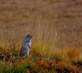 Степной грызун