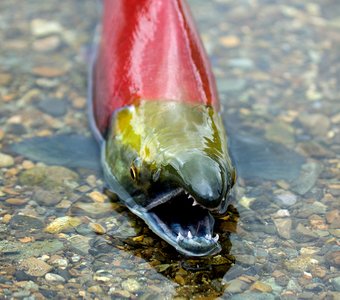 Самец нерки в брачном наряде