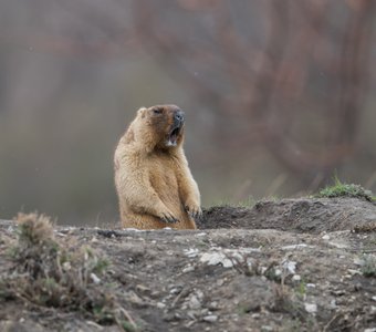 Во весь голос