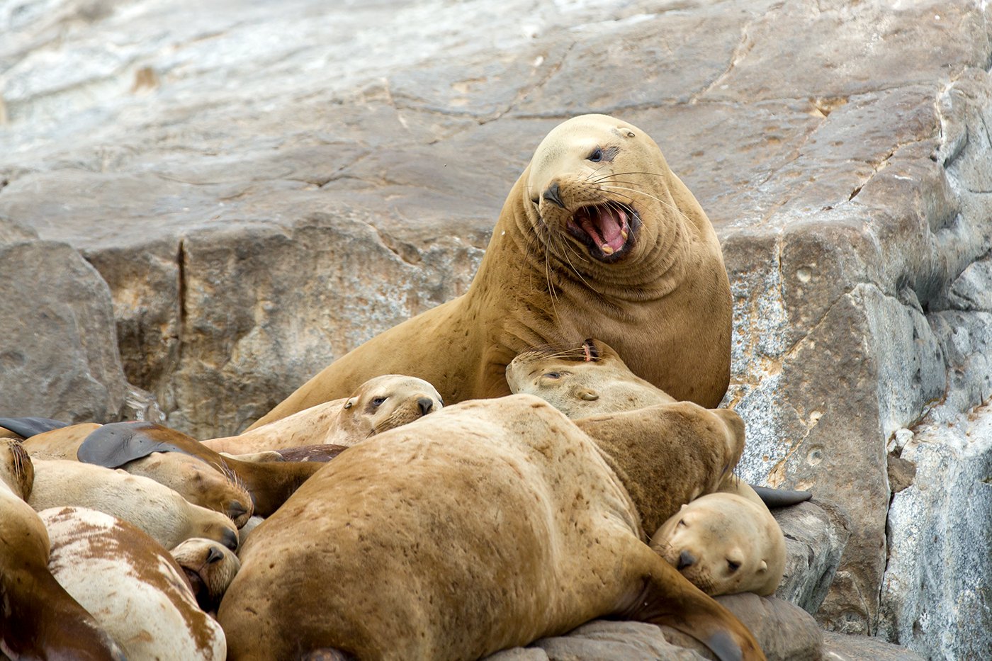 Всем спать, тихий час!