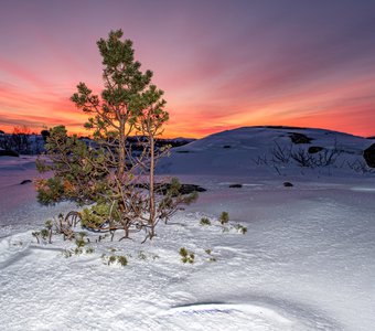 Сосна