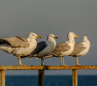Четыре степных чайки сидят на поручнях причала в Евпатории на закате на фоне океана