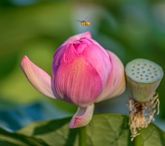 Пчела садится на цветок лотоса