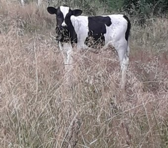 Мамкина радость