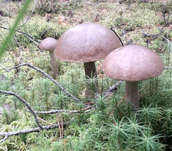 Три богатыря