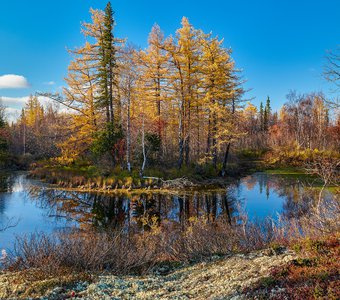 Золотая осень на полярном круге