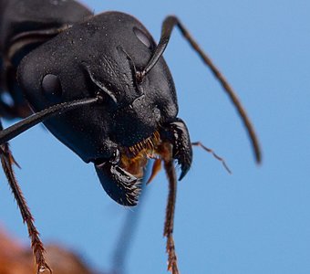 портрет чёрного муравья