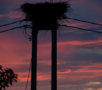 Аисты средней полосы