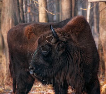 Зубра по мелочам не беспокоить