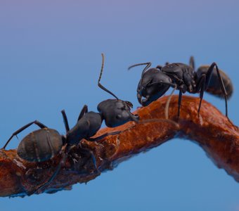 чёрные муравьи