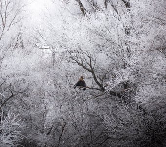 Орлан-белохвост в зимнем лесу