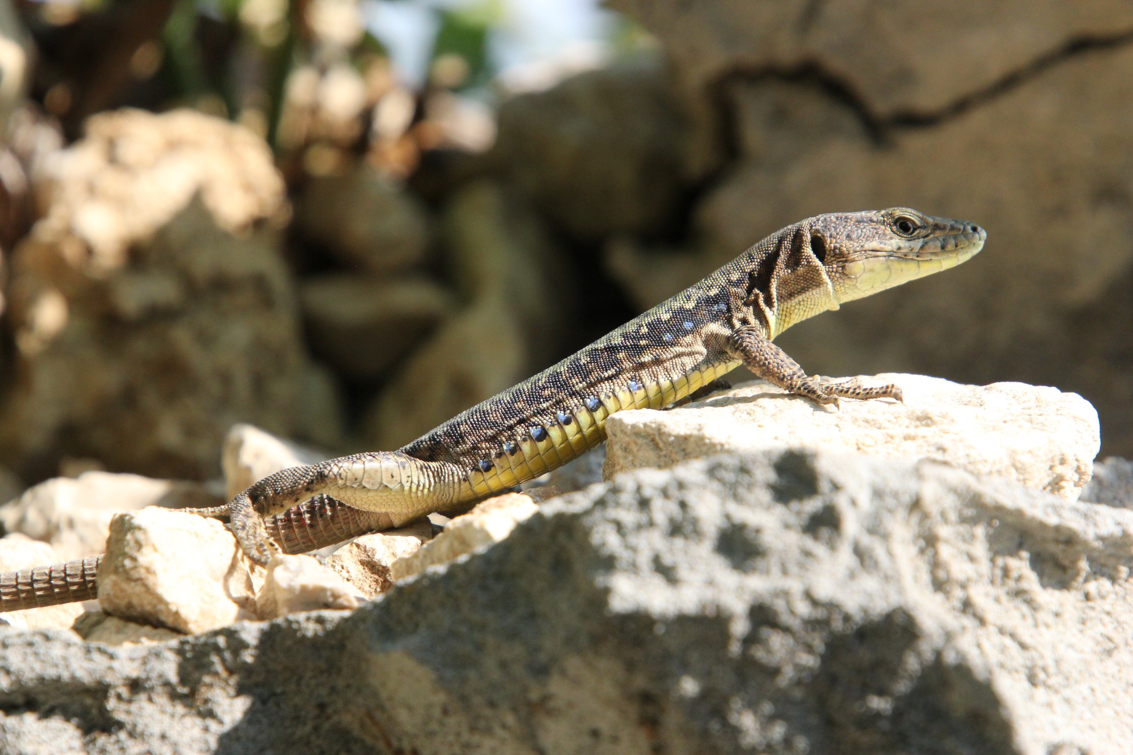 Маленький дракон